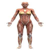 خرید و دانلود عکس Human Muscles Anatomy کد 25365 | پیک فاکس | Pic Fox