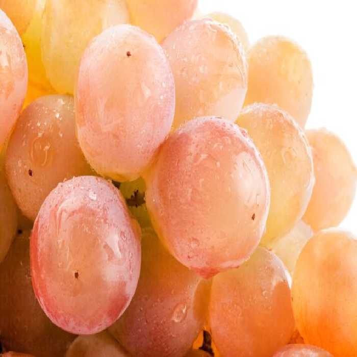 خرید و دانلود عکس Food-Part-15 کد 19116 | پیک فاکس | Pic Fox