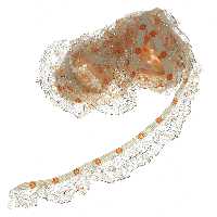 نوار یراق مدل Y6524 طول 3 متر