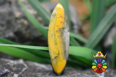 جاسپر زنبوری