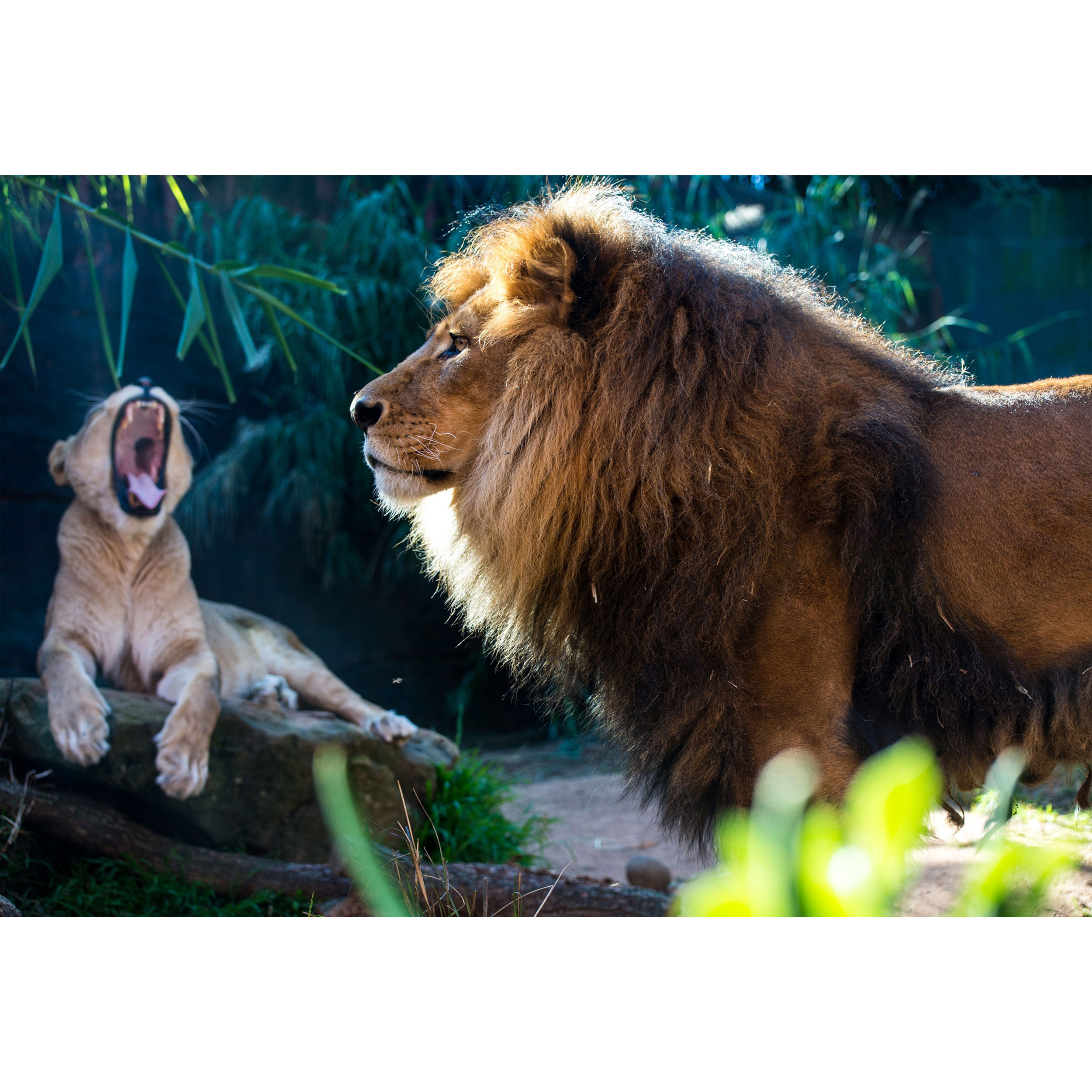 تابلو شاسی طرح شیر مدل T1618