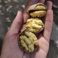 گردو خشک تویسرکان (یک کیلو گرم )محصول امساله بسیار خوشمزه