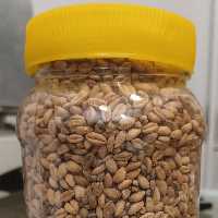 گندم شور  از محصولات حلیمه بانو در بسته بندی های 500 گرمی