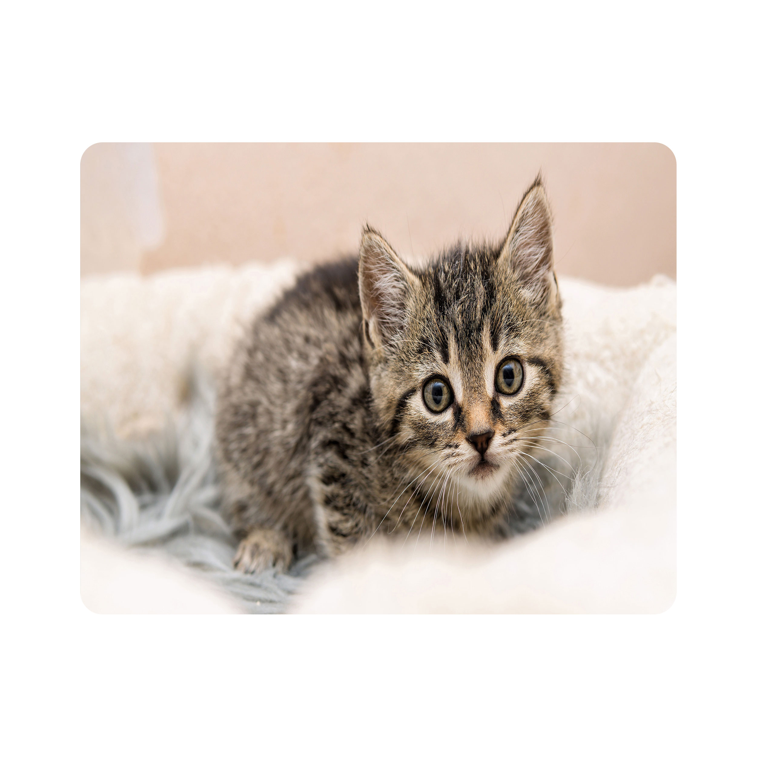 ماوس پد اطلس آبی طرح گربه  مدل T7742