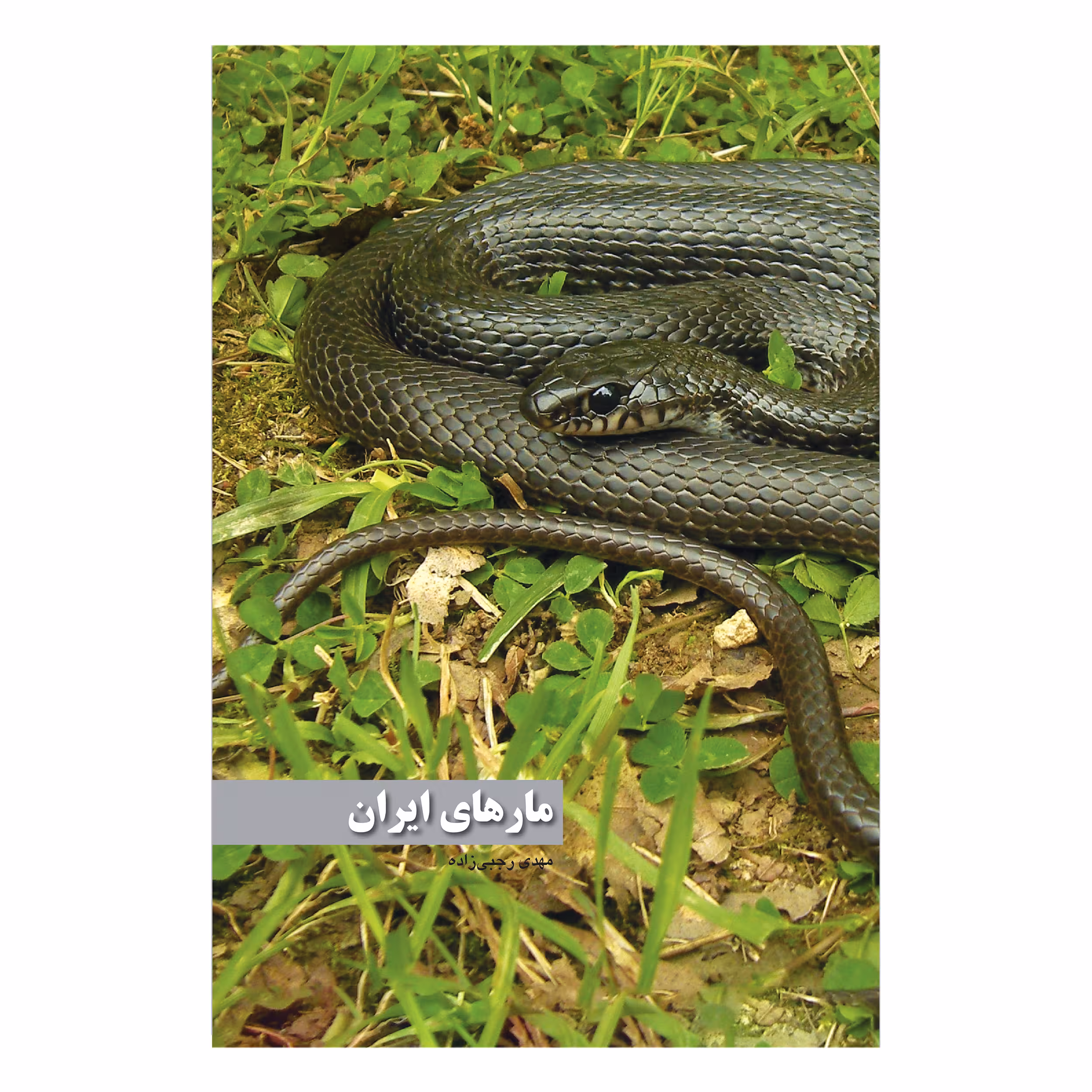 کتاب مارهای ایران اثر مهدی رجبی زاده انتشارات ایرانشناسی