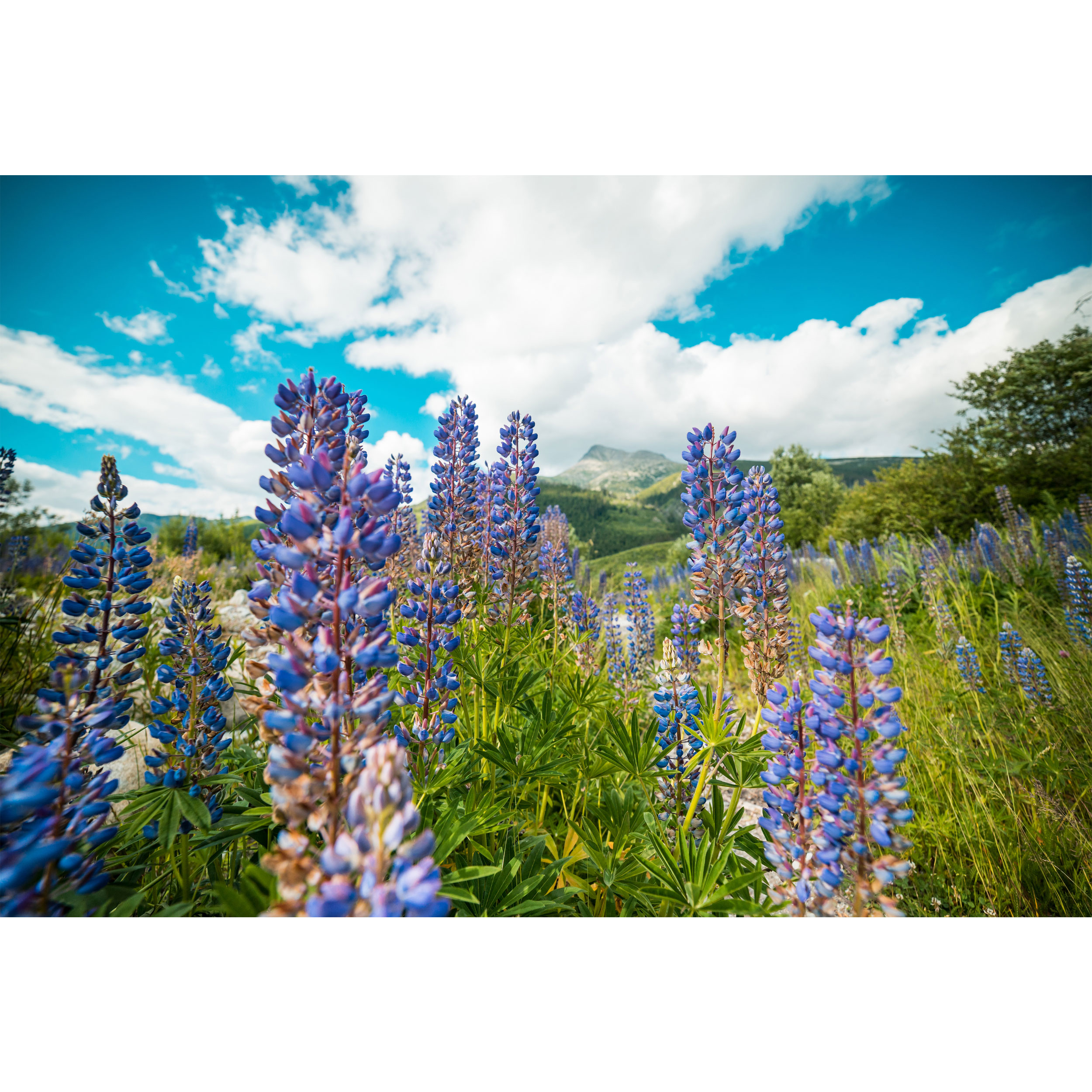 تابلو شاسی طرح دشت گل طاووسی مدل T1815