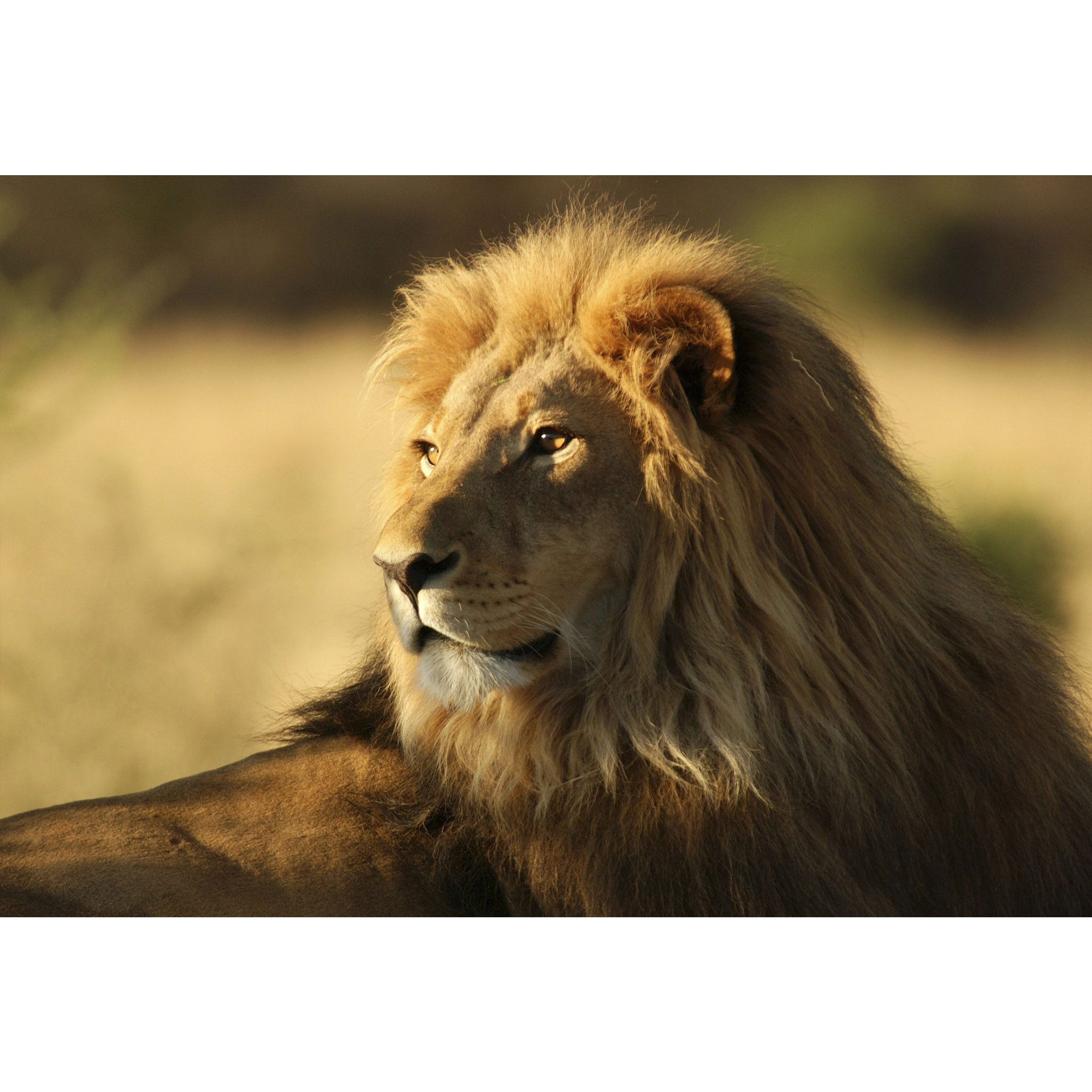 تابلو شاسی طرح شیر مدل T1460