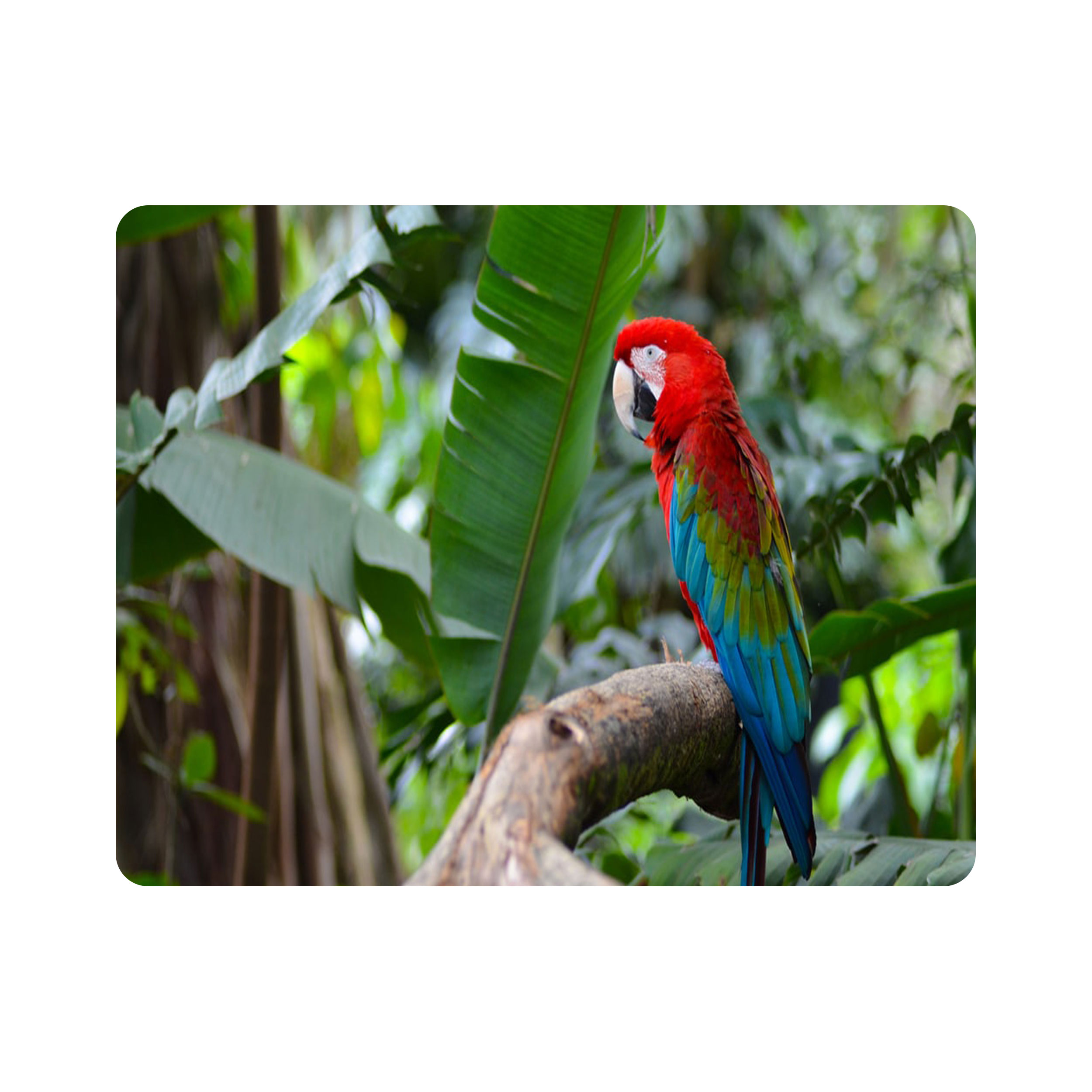 ماوس پد طرح پرنده طوطی و جنگل مدل T8097