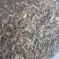 چای سبز
