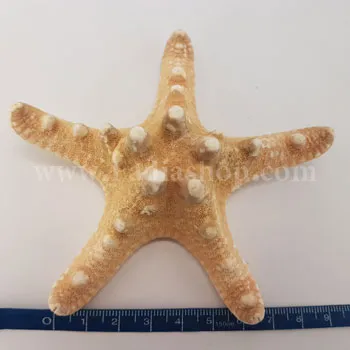 ستاره دریایی سایز 3