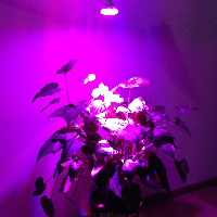 ماژول رشد سرریع انواع گل و گیاه 50 وات برق مستقیم 220 ولت بریجلوس