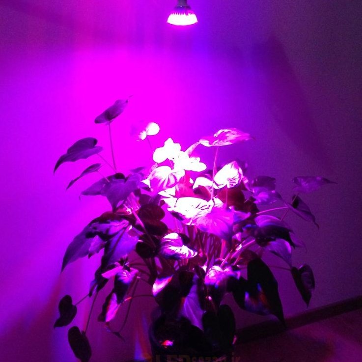 ماژول رشد سرریع انواع گل و گیاه 50 وات برق مستقیم 220 ولت بریجلوس