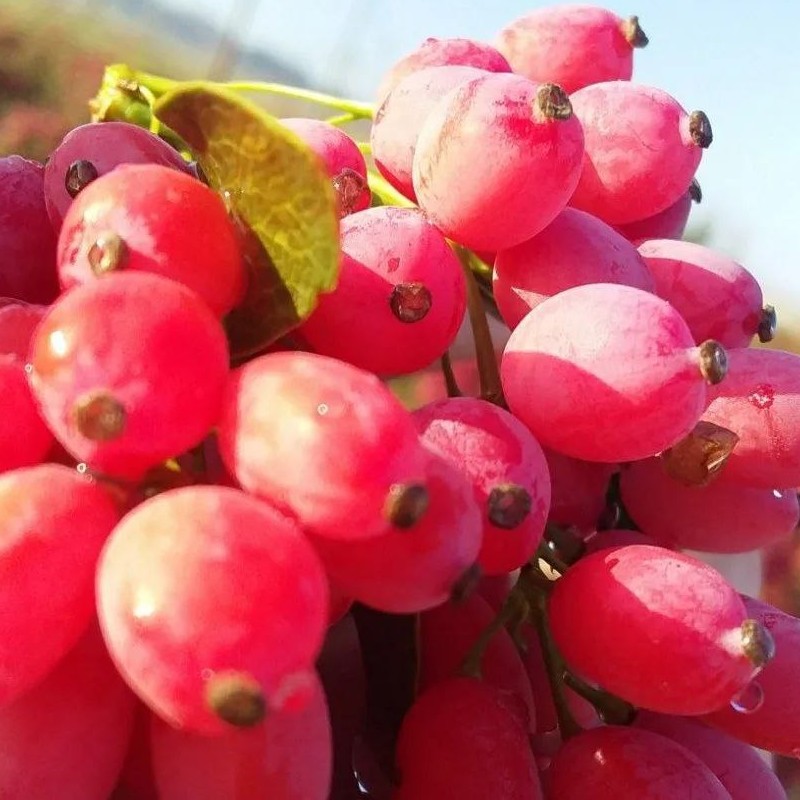 زرشک تازه و خوشه قائنات برداشت مهر 1402 درجه 1 و خوش طعم (مستقیم از کشاورز )