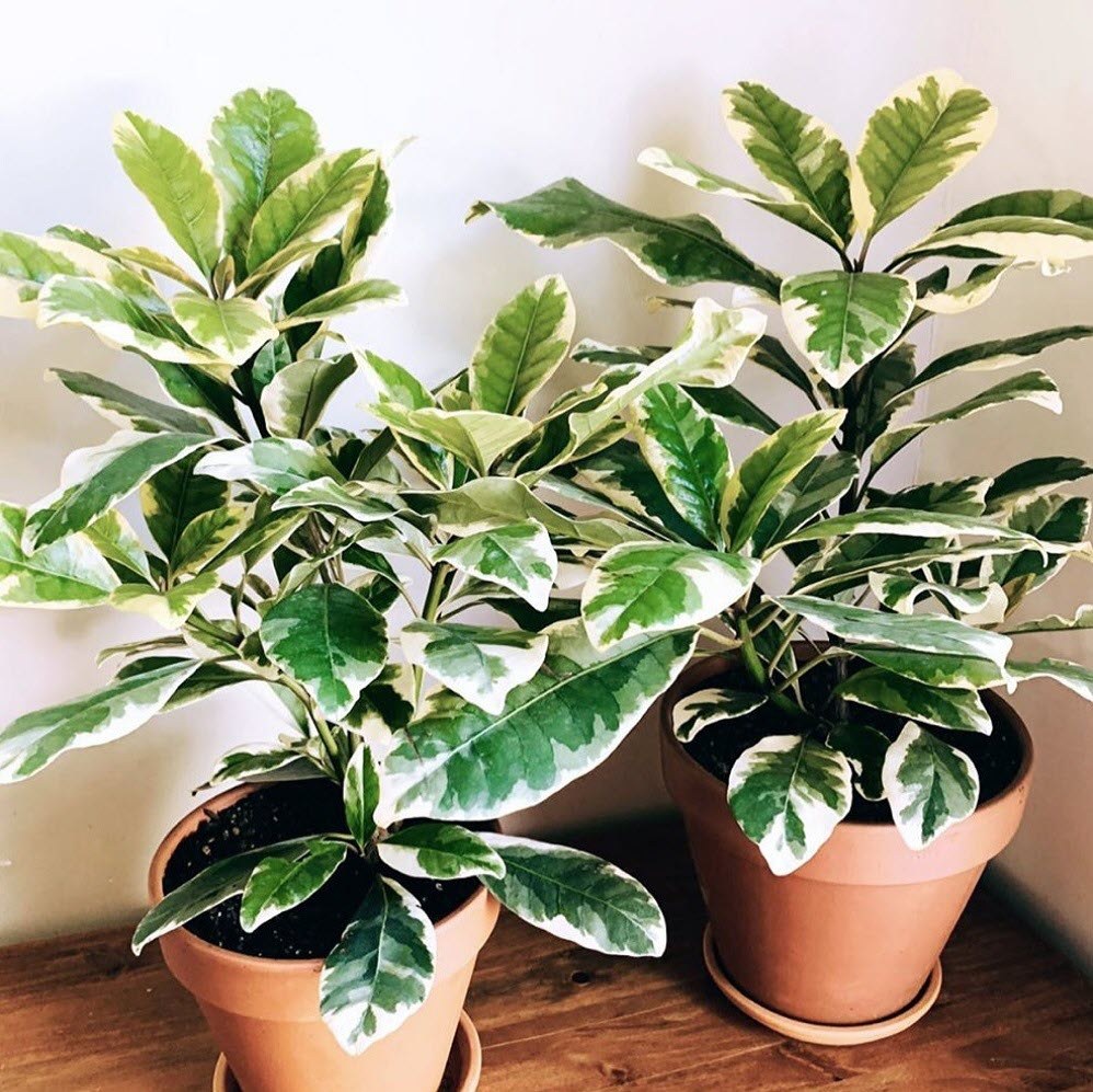 کود تقویتی مخصوص پیسونیا ظرافت وزن 50 گرم