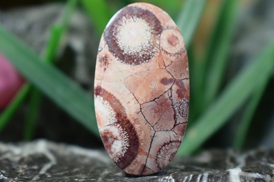 جاسپر گل افتابگردان(جاسپر چشم پرنده)