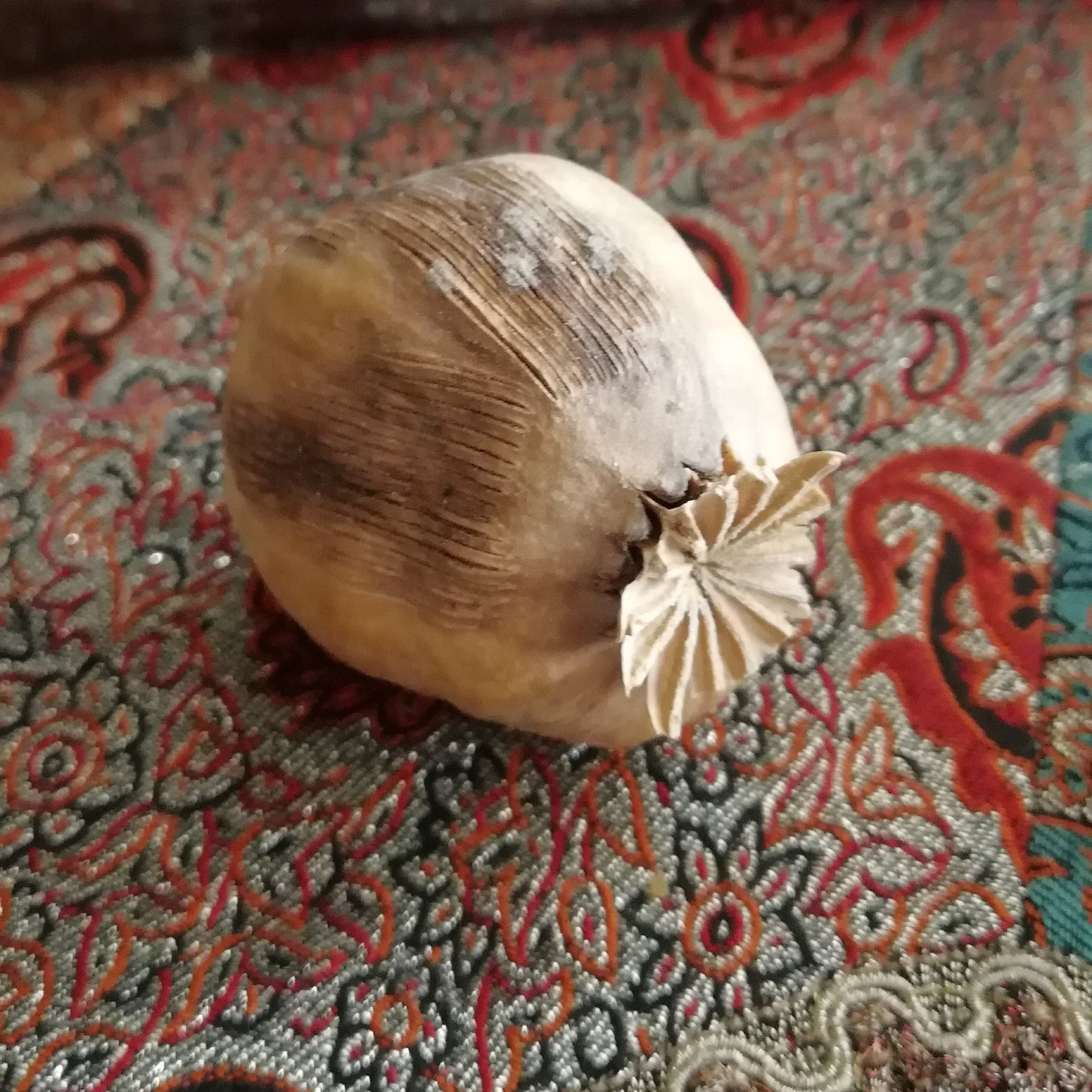 پوسته خشخاش بسته بندی شده پوست خشخاش پوست خشخاش خشخاش خشک