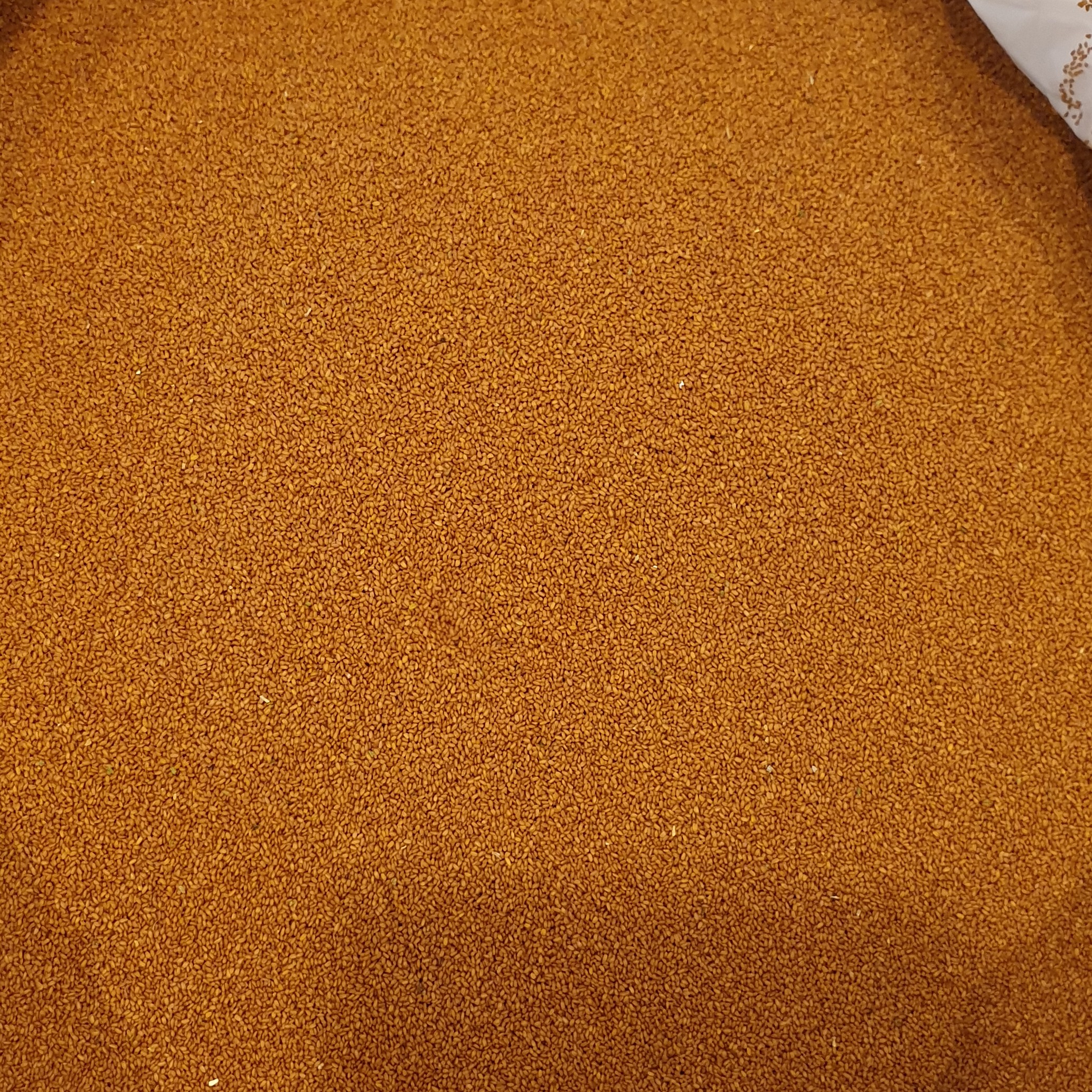 خاکشیر تمیز ودرجه یک برای تابستان وهمه فصلهای سال گ