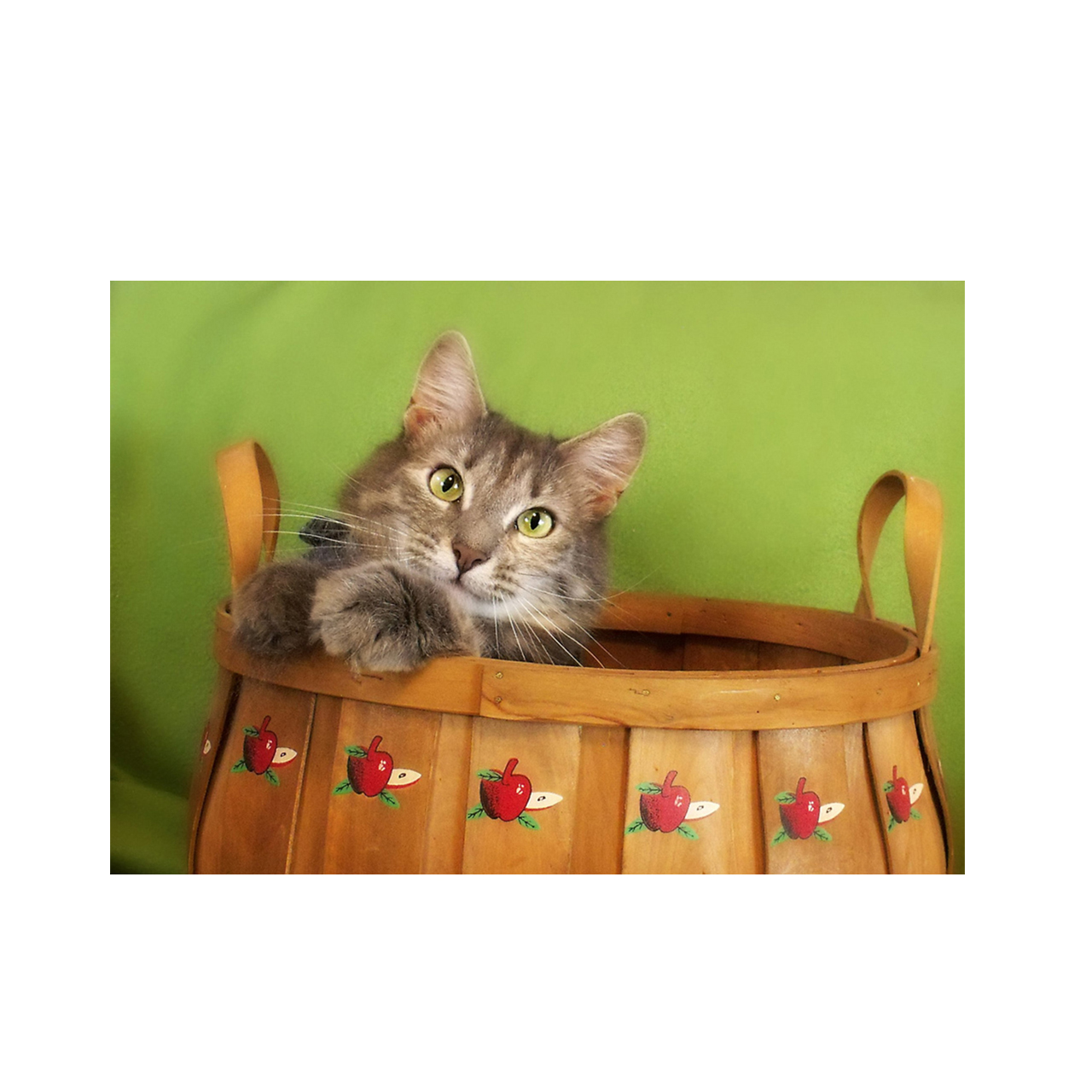 تابلو شاسی طرح گربه کد 001