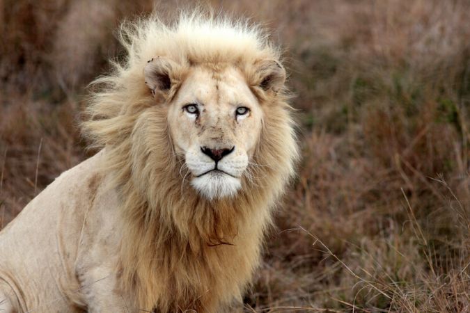 خرید و دانلود عکس پرتره شیر سفید با چشمانی گیرا | پیک فاکس | Pic Fox