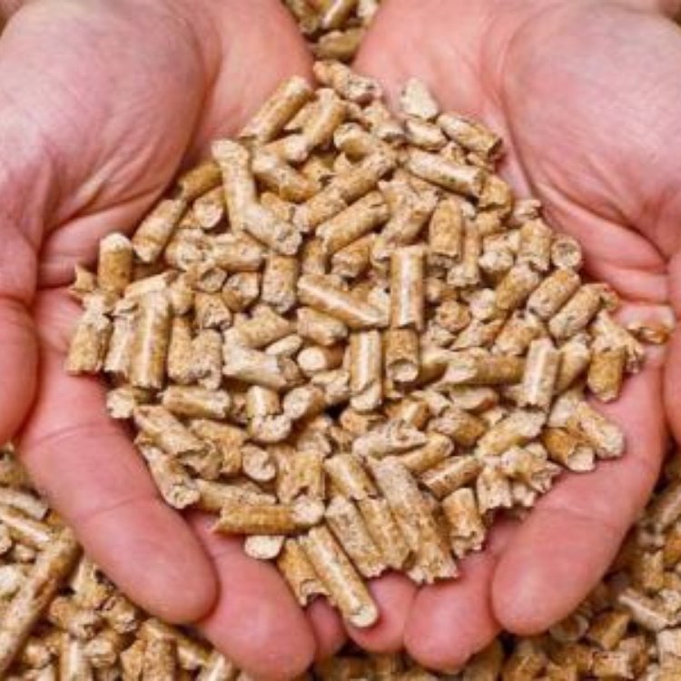 خوراک پرشیرمرغوب درجه یک باپروتیین 14درصدبرای گاووگوسفتدشیرده