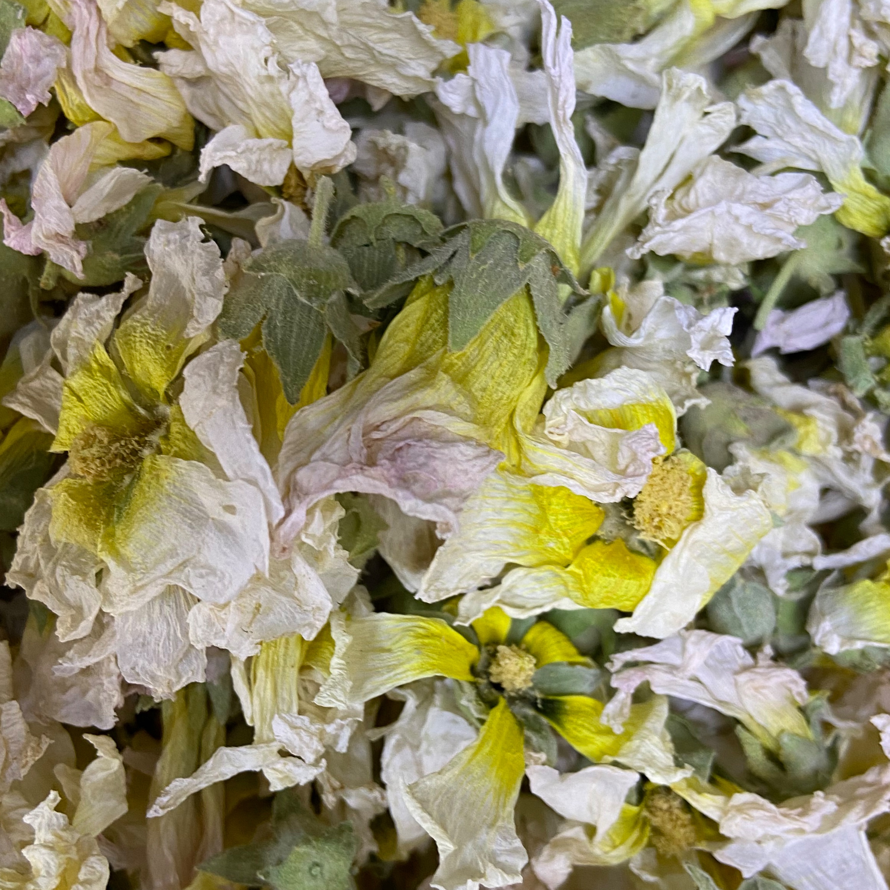 گل ختمی سفید (100 گرمی)