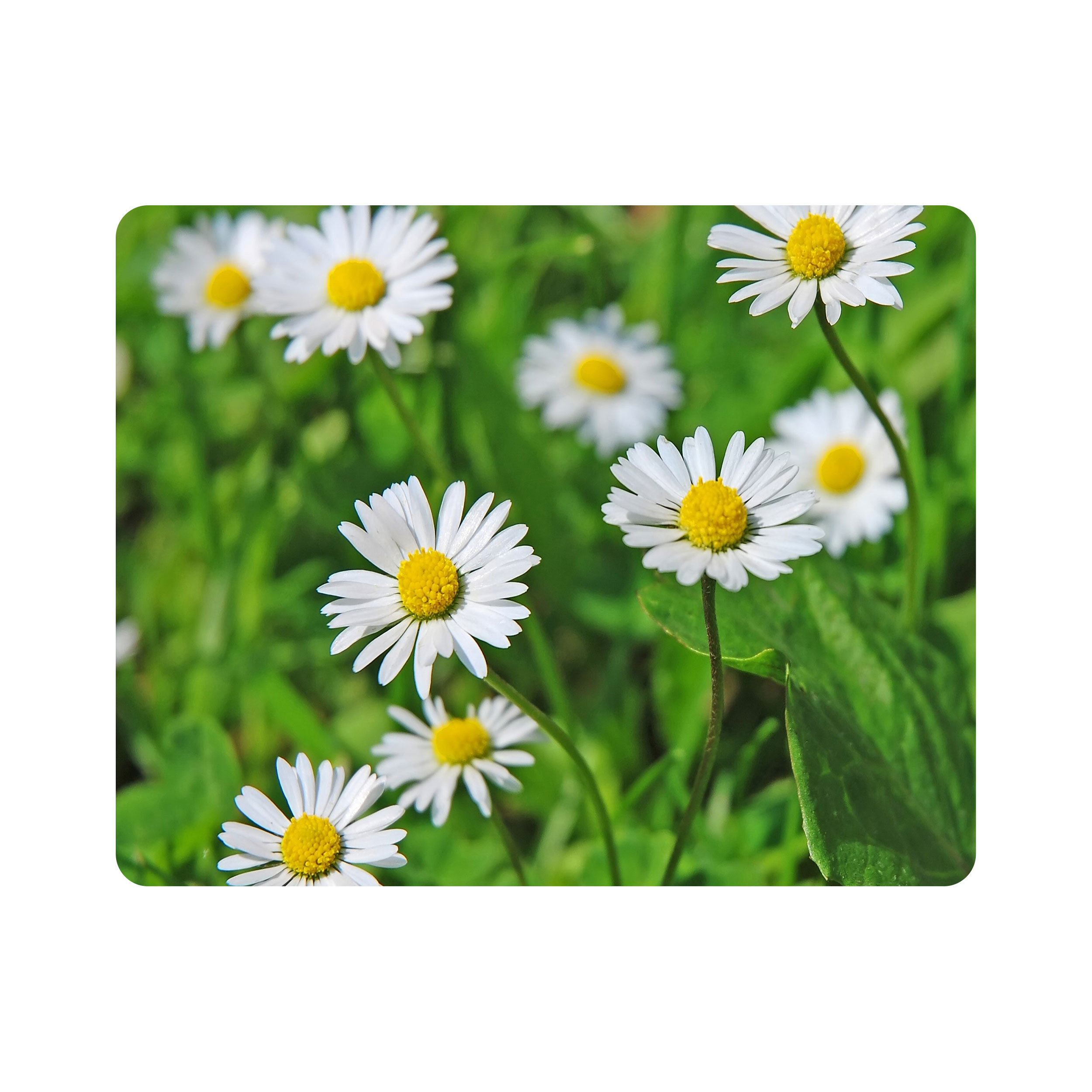 ماوس پد اطلس آبی طرح  گل بابونه مدل T7033