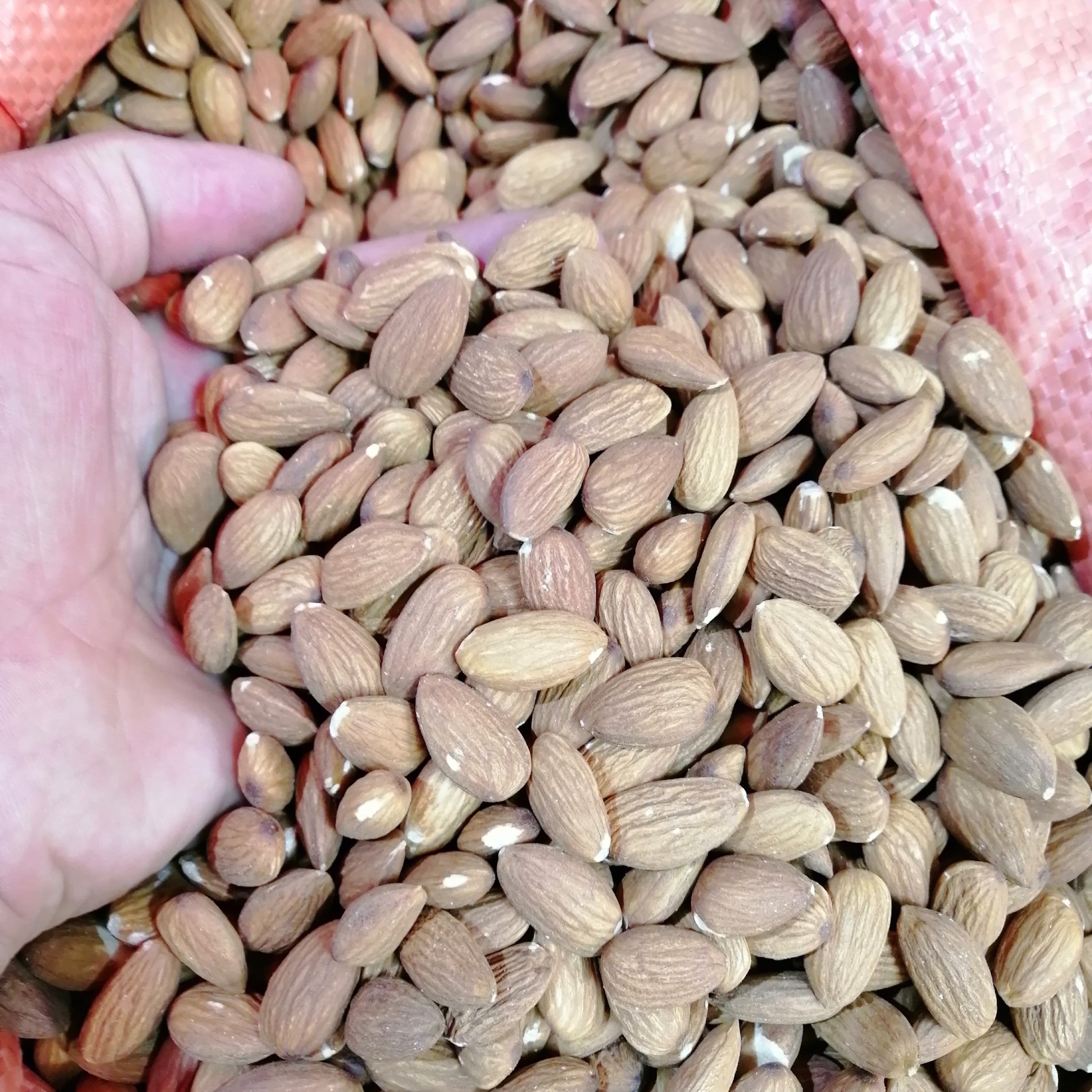مغز بادام درختی