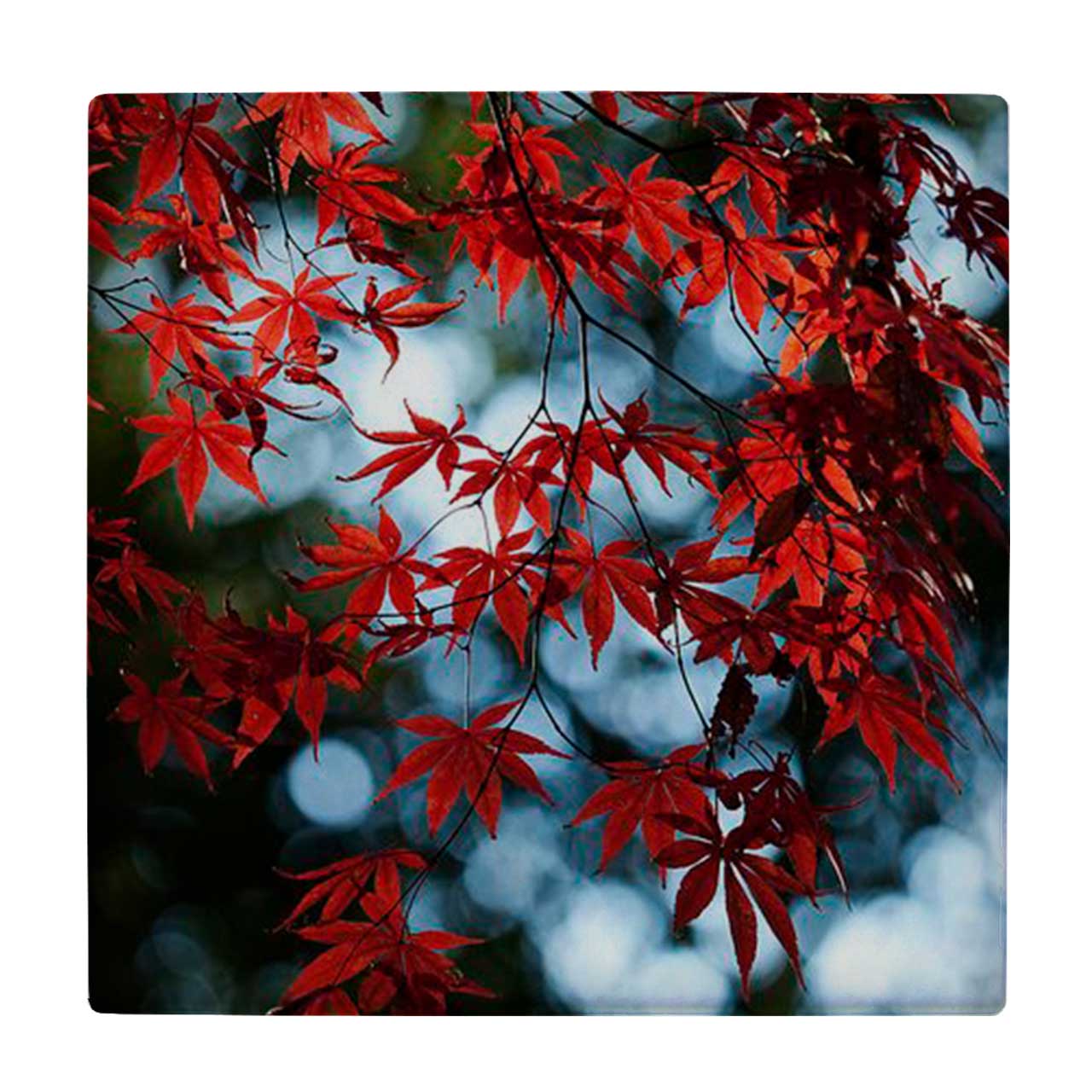  زیر لیوانی طرح شاخه پاییزی کد    3670440_1665