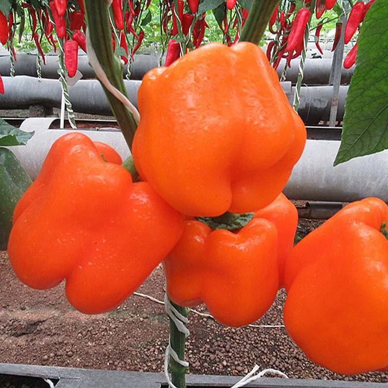 بذر فلفل دلمه صوفیا نارنجی گلخانه ای داربستی هیبرید فوق پربار بسته 5 عددی 