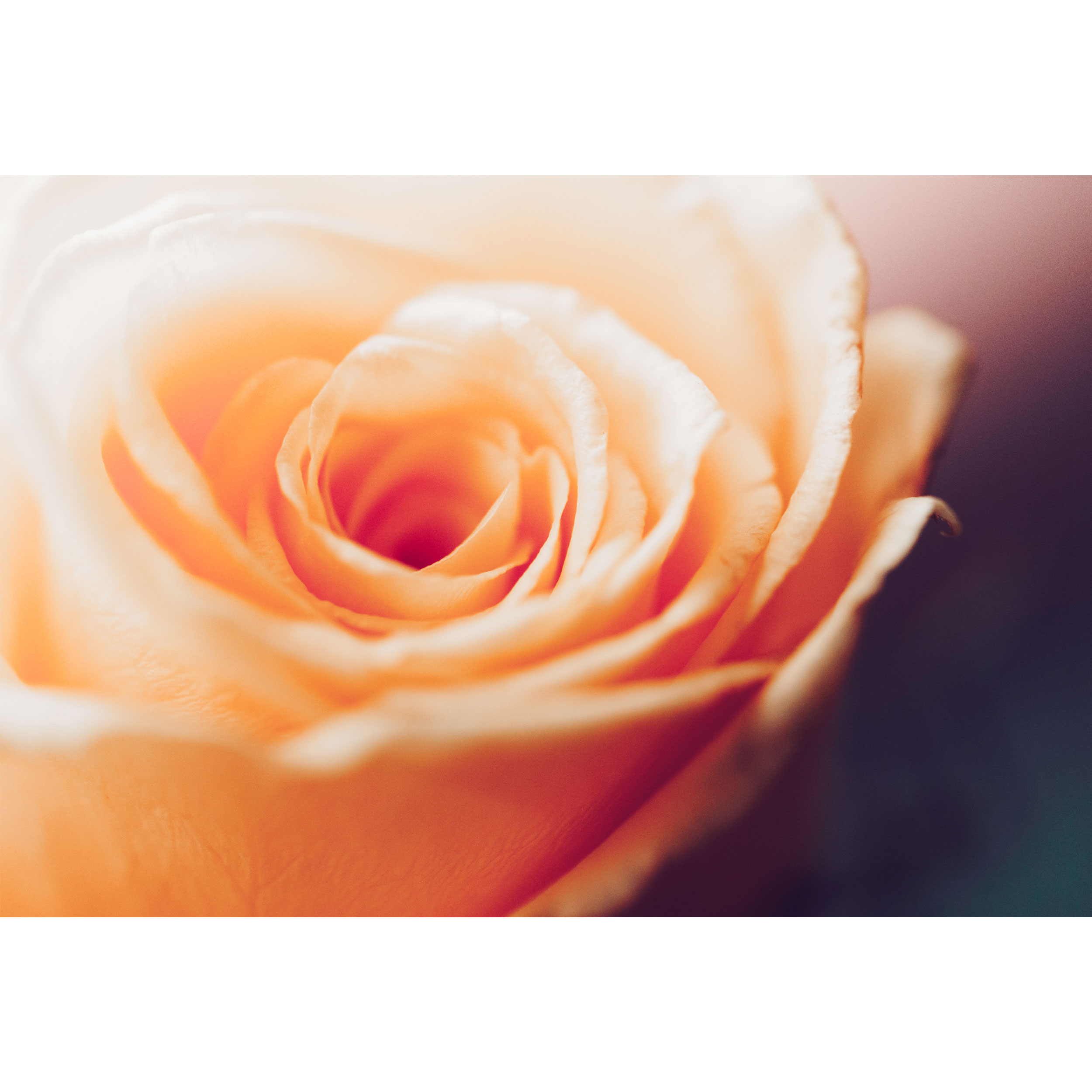 تابلو شاسی طرح گل رز مدل T1929