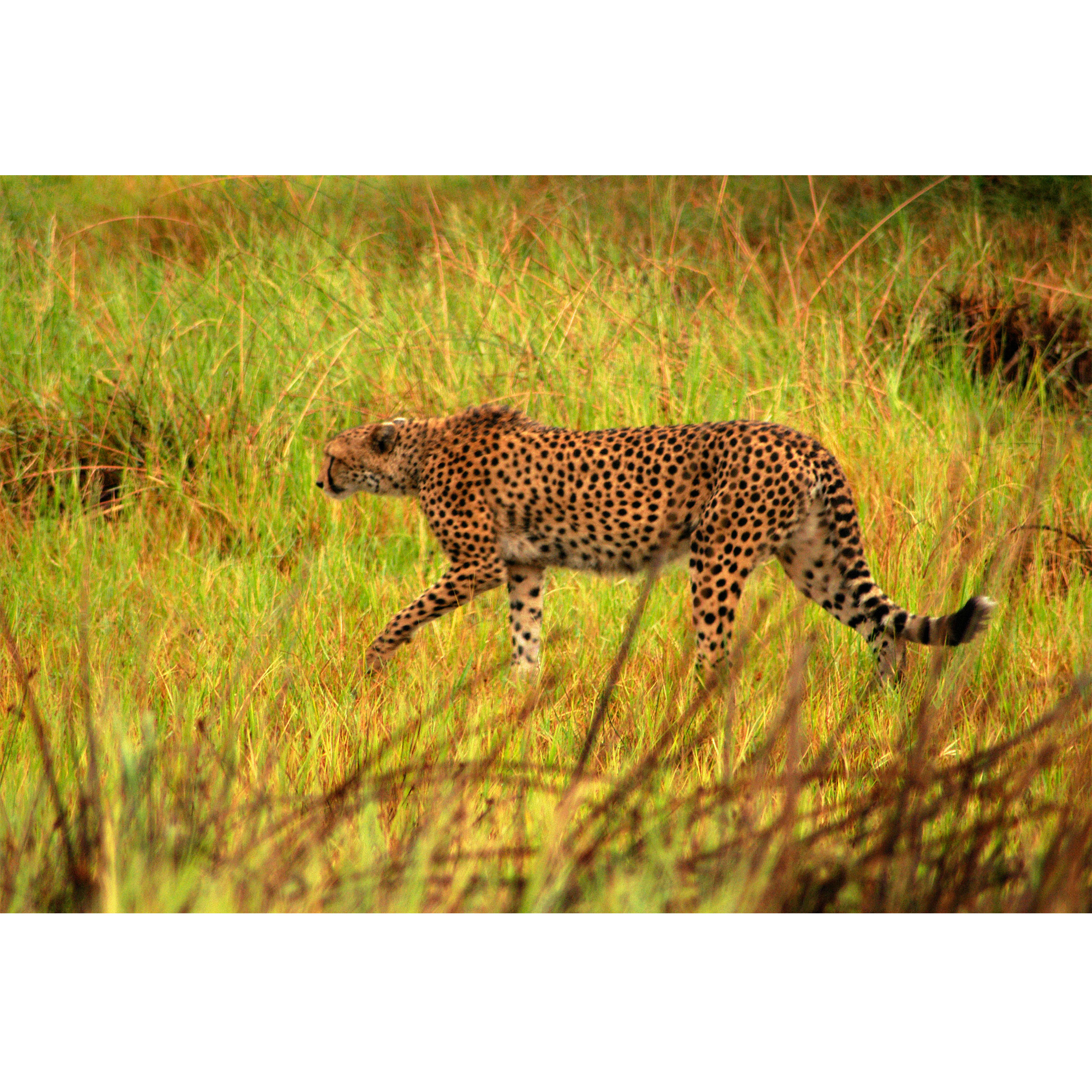 تابلو شاسی طرح جنگل و پلنگ مدل T1961