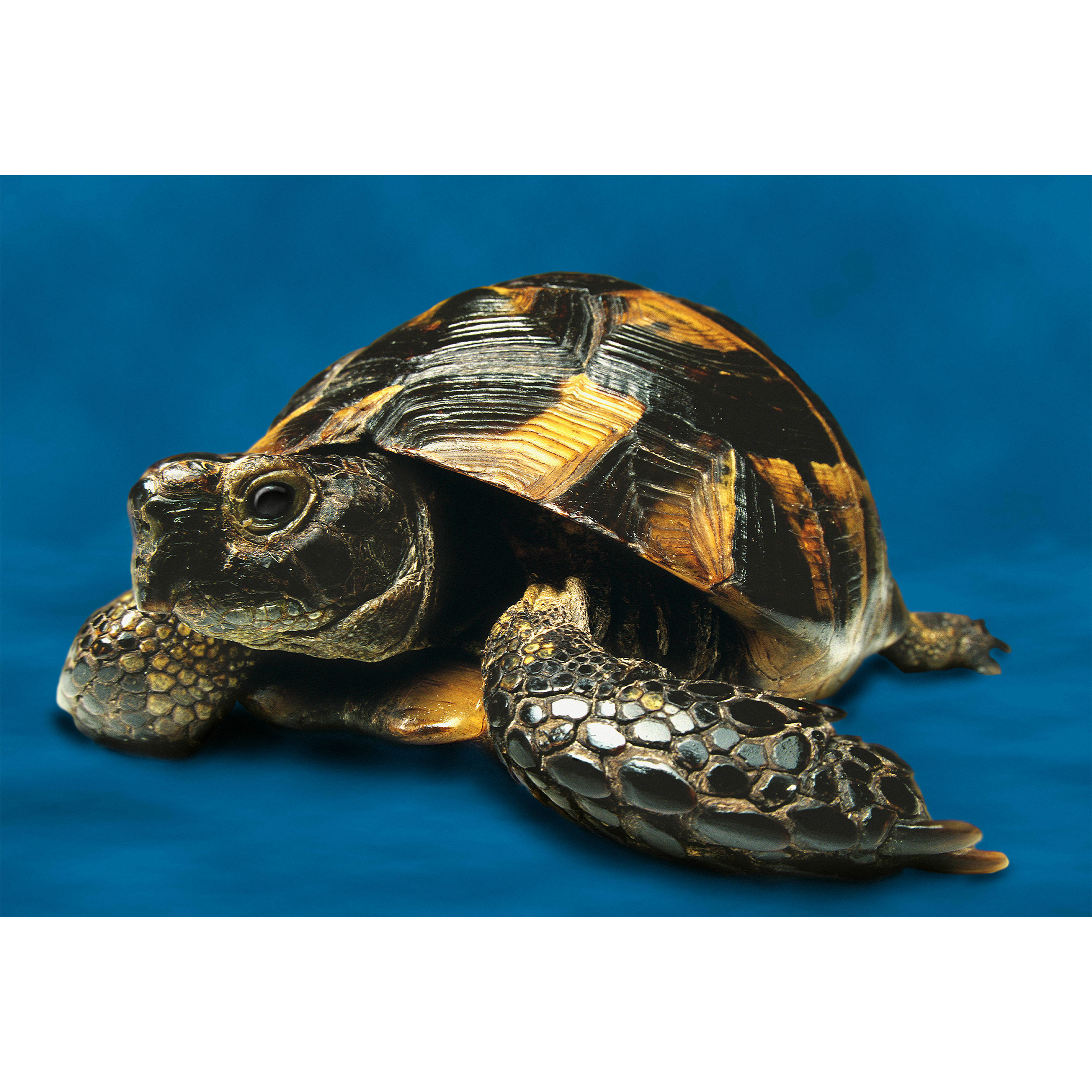 تابلو شاسی طرح لاک پشت مدل T2198