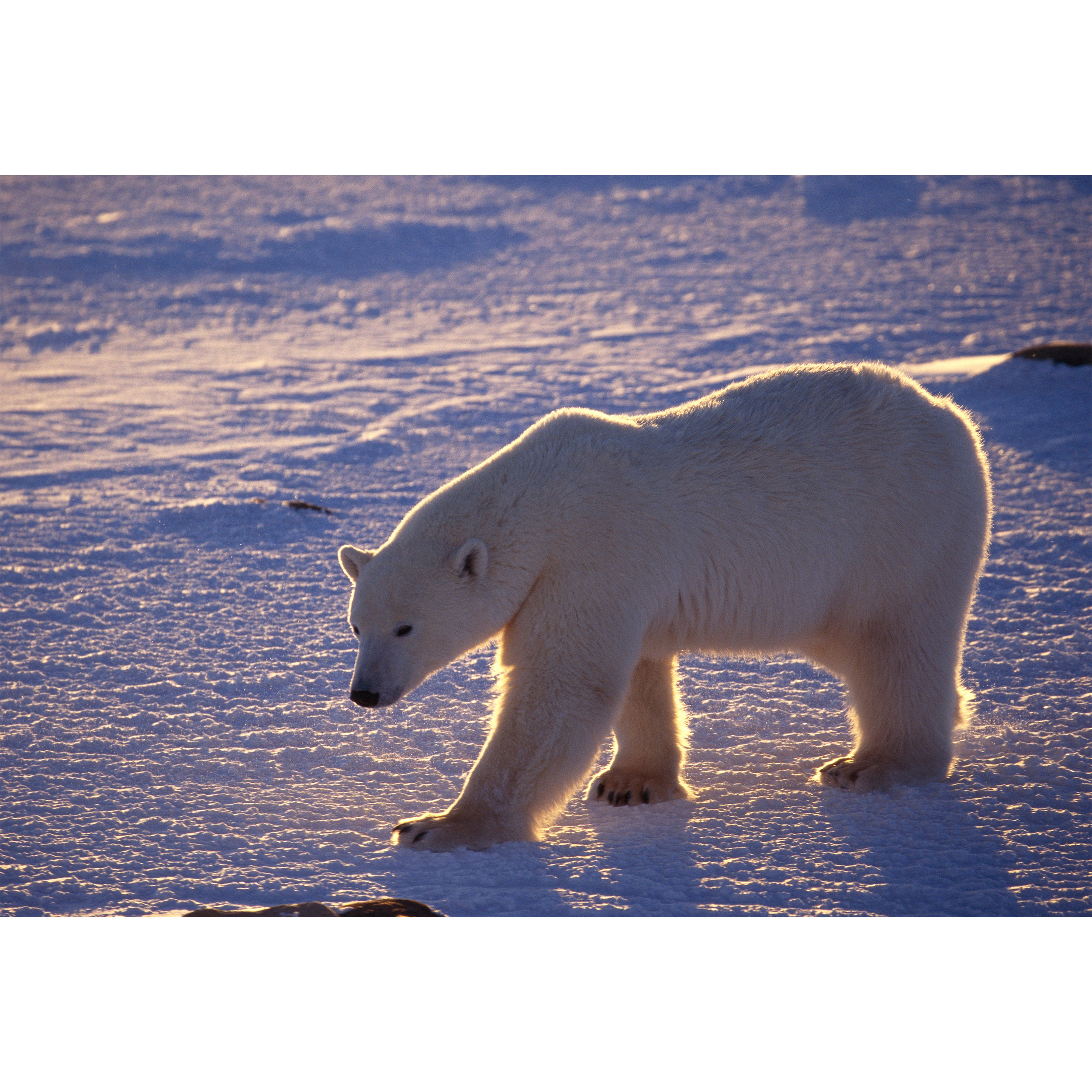 تابلو شاسی طرح خرس قطبی مدل T2044