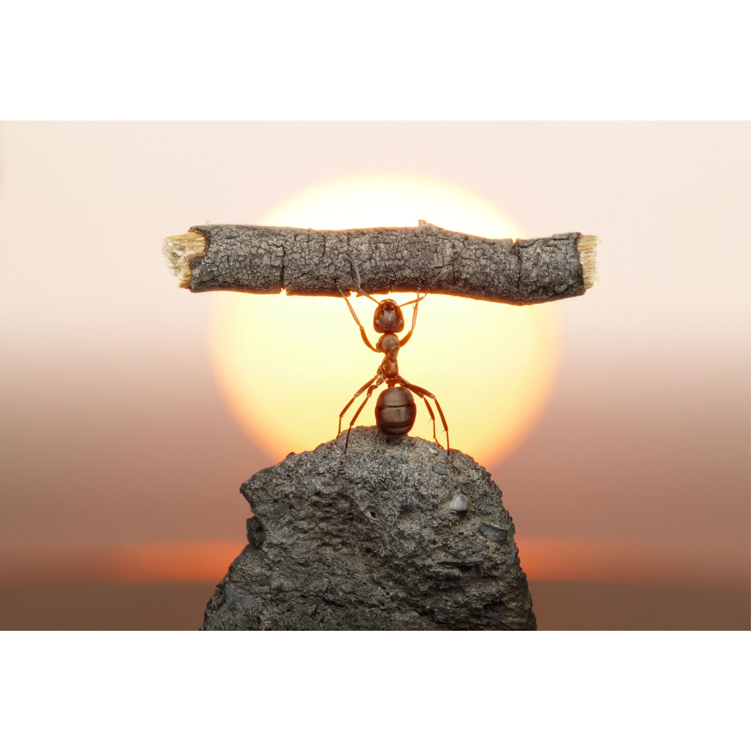 تابلو شاسی طرح مورچه و شاخه درخت مدل T6745