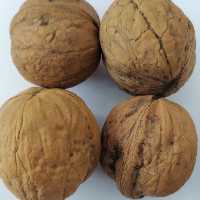 گردوی  درجه یک پوست کاغذی و مغز سفید محلی  استهبان