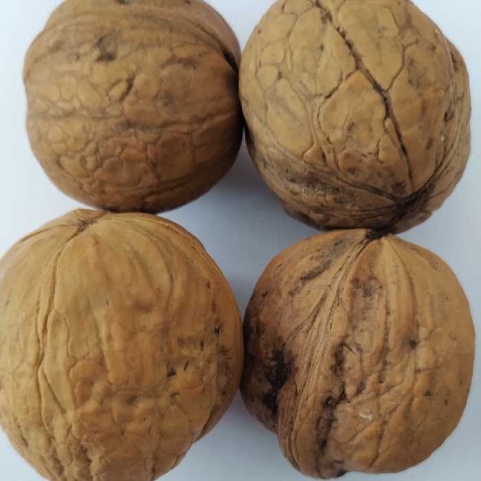 گردوی  درجه یک پوست کاغذی و مغز سفید محلی  استهبان