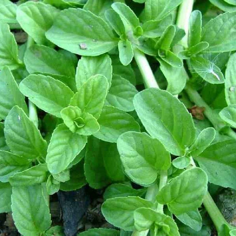 سبزی خشک خالواش کوهی 200گرمی