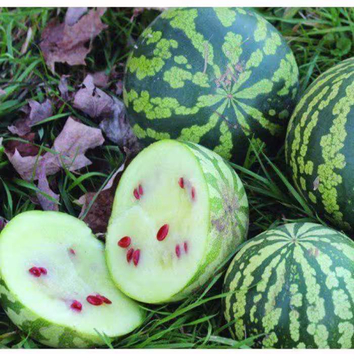 بذر هندوانه تخم ژاپنی بسته 20 تایی