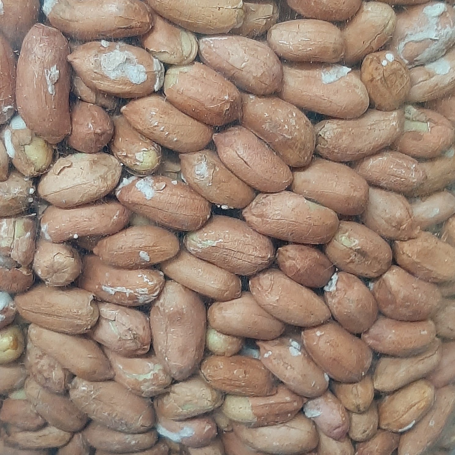 بادام زمینی آستانه اعلاء