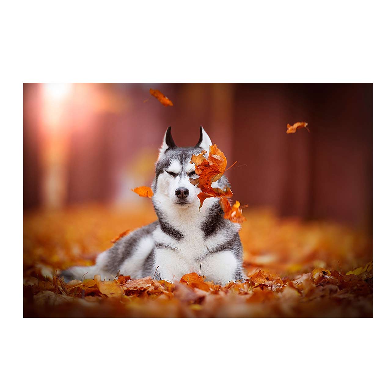 تابلو شاسی طرح هاسکی کد 6178