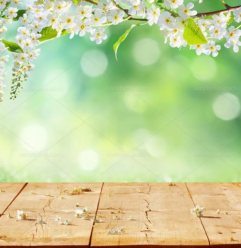 بک گراند چوبی و شکوفه بهاری | گرافیک با طعم تربچه