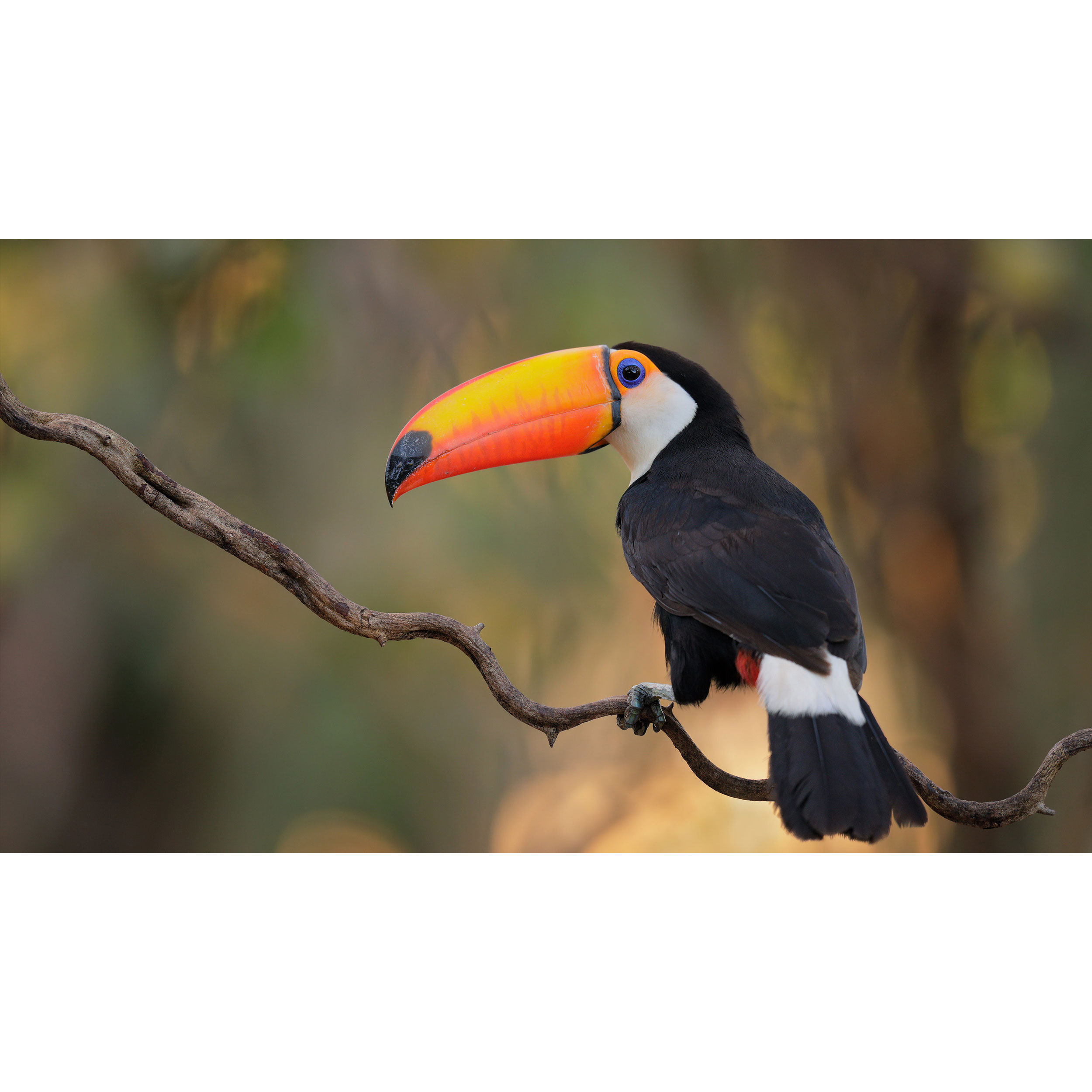 تابلو شاسی طرح پرنده توکان مدل T7865