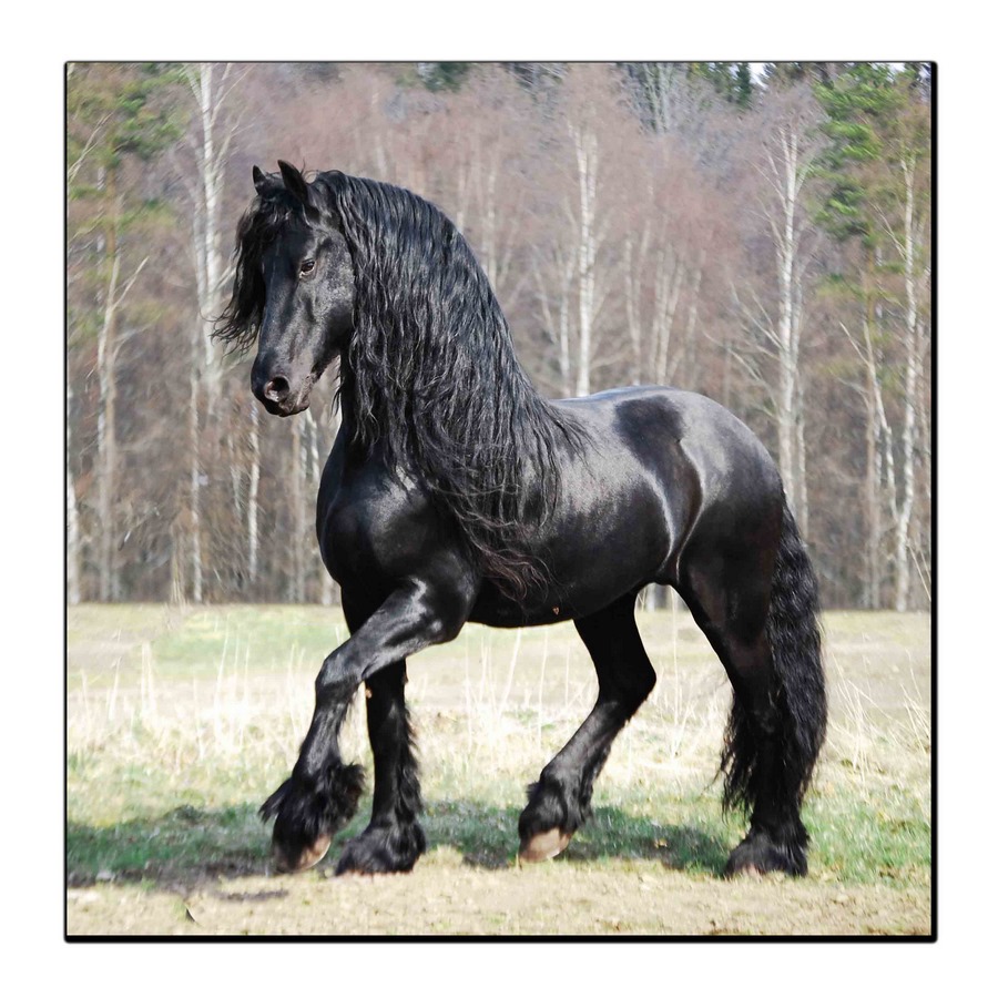 تابلو شاسی بکلیت طرح اسب سیاه مدل SH-11800