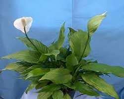 اطلاعات کامل بیماری گیاهان گلدانی گلدار - کتابخانه مجازی واتیکان