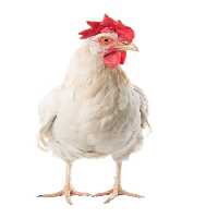 خرید و دانلود عکس Farming کد 15809 | پیک فاکس | Pic Fox