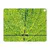 برچسب پوششی ماهوت مدل Leaf-Texture مناسب برای تبلت اپل iPad Pro 12.9 (GEN 3) 2018 A1876