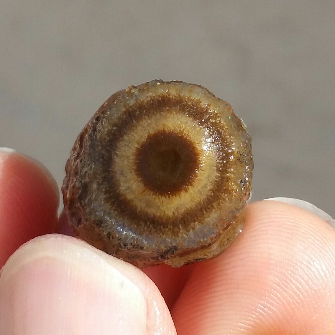 سنگ راف خام حبه عقیق باباقوری تک چشم مژه ای مصور موکول دار رحمانی بسیار قوی برش نخورده 100 در 100 طبیعی  کد 11076
