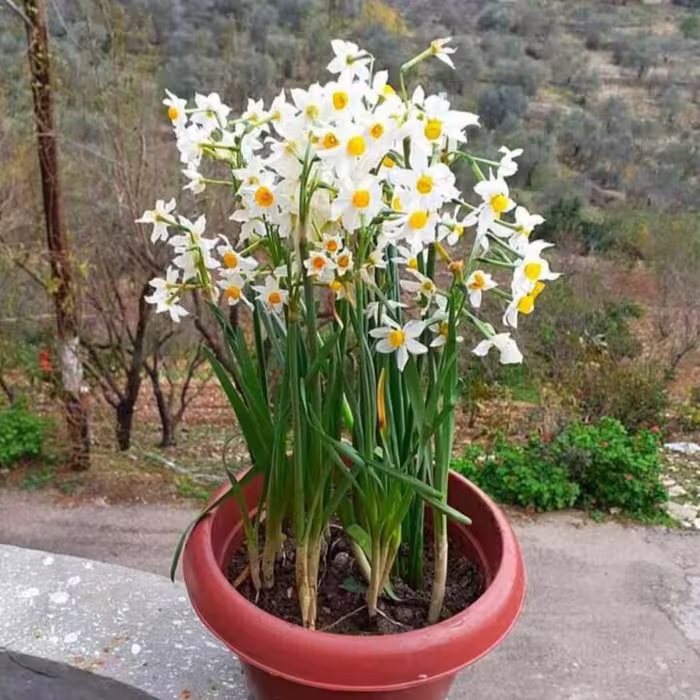 پیاز گل نرگس  بسیار معطر سایز بزرگ   هلندی   1عددی با کیفیت  (پیاز  گل نرگس هلندی) پیاز نرگس سایز  بزرگ و جوانه دار