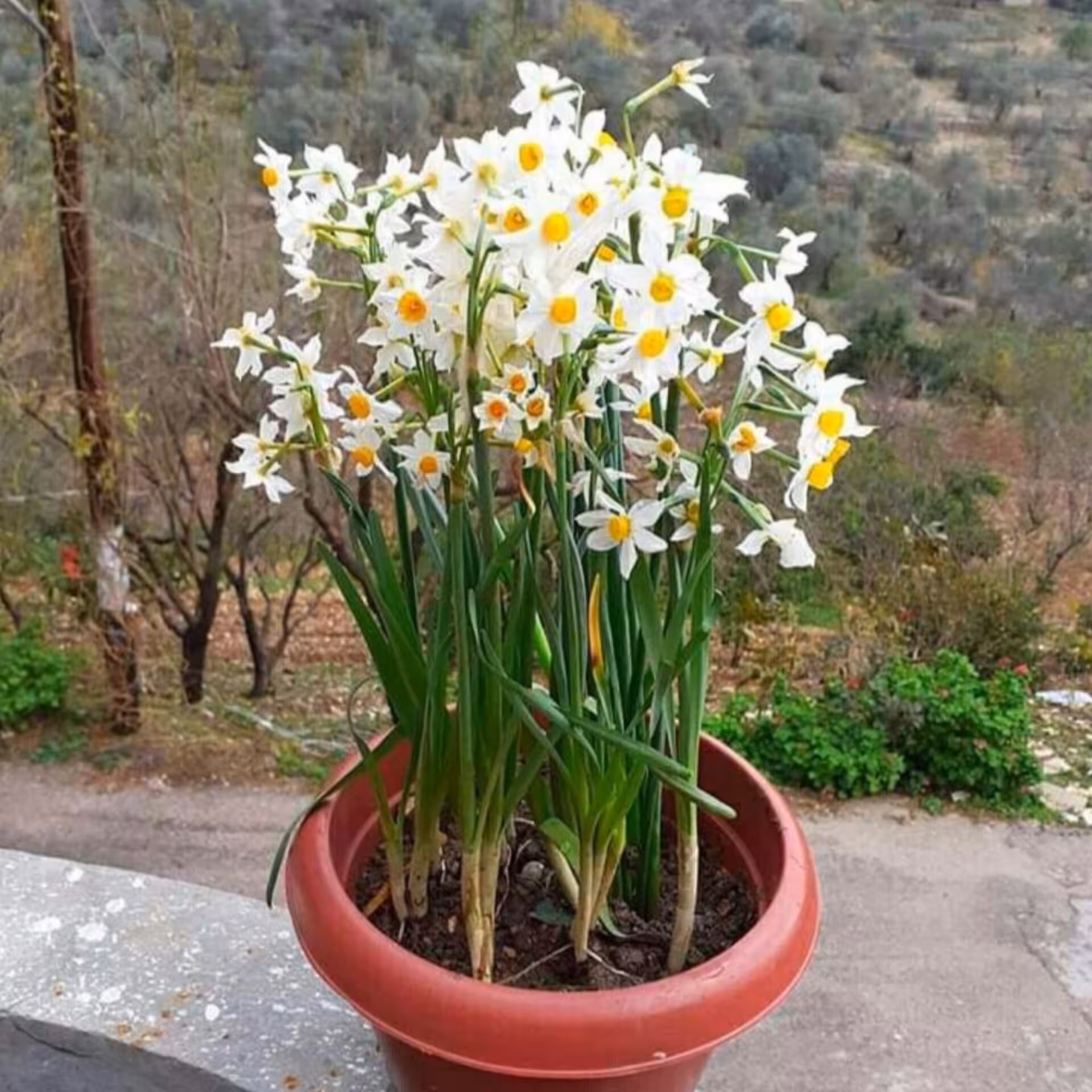 پیاز گل نرگس  بسیار معطر سایز بزرگ   هلندی   1عددی با کیفیت  (پیاز  گل نرگس هلندی) پیاز نرگس سایز  بزرگ و جوانه دار