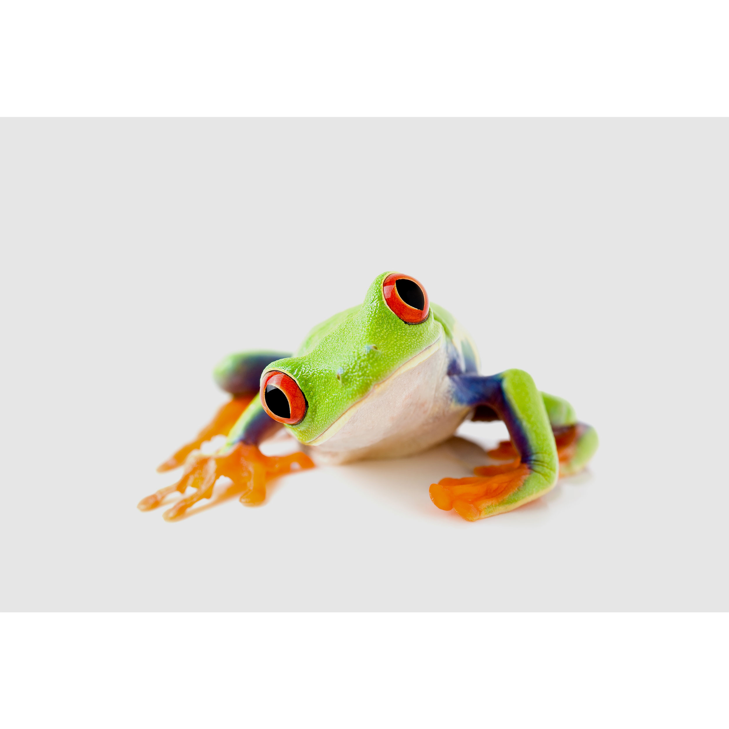 تابلو شاسی مدل قورباغه T7034